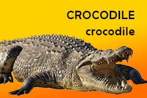 Crocodile