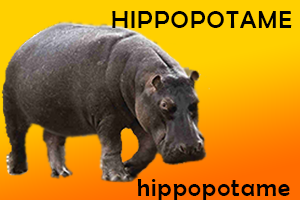 Hippopotame