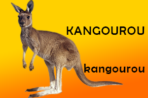 Kangourou