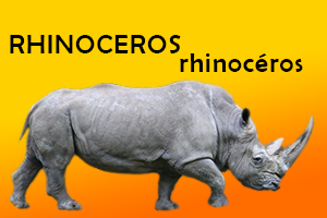 Rhinoceros