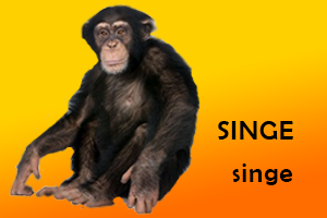 Singe