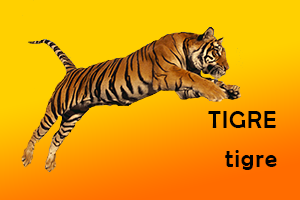 Tigre